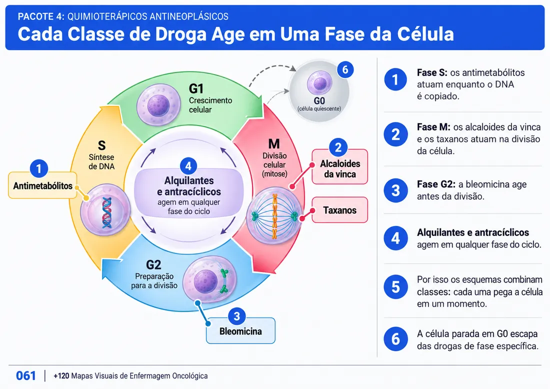 Mapa 061: Cada Classe de Droga Age em Uma Fase da Célula